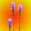 blazingstar3000